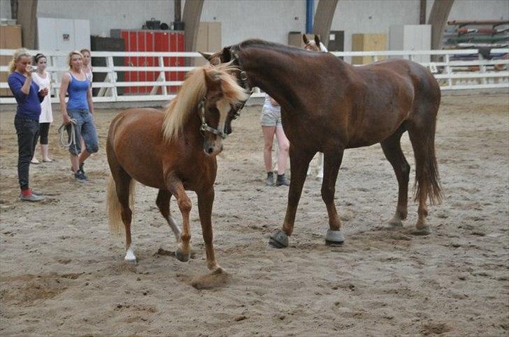 Anden særlig race Asterix † billede 19