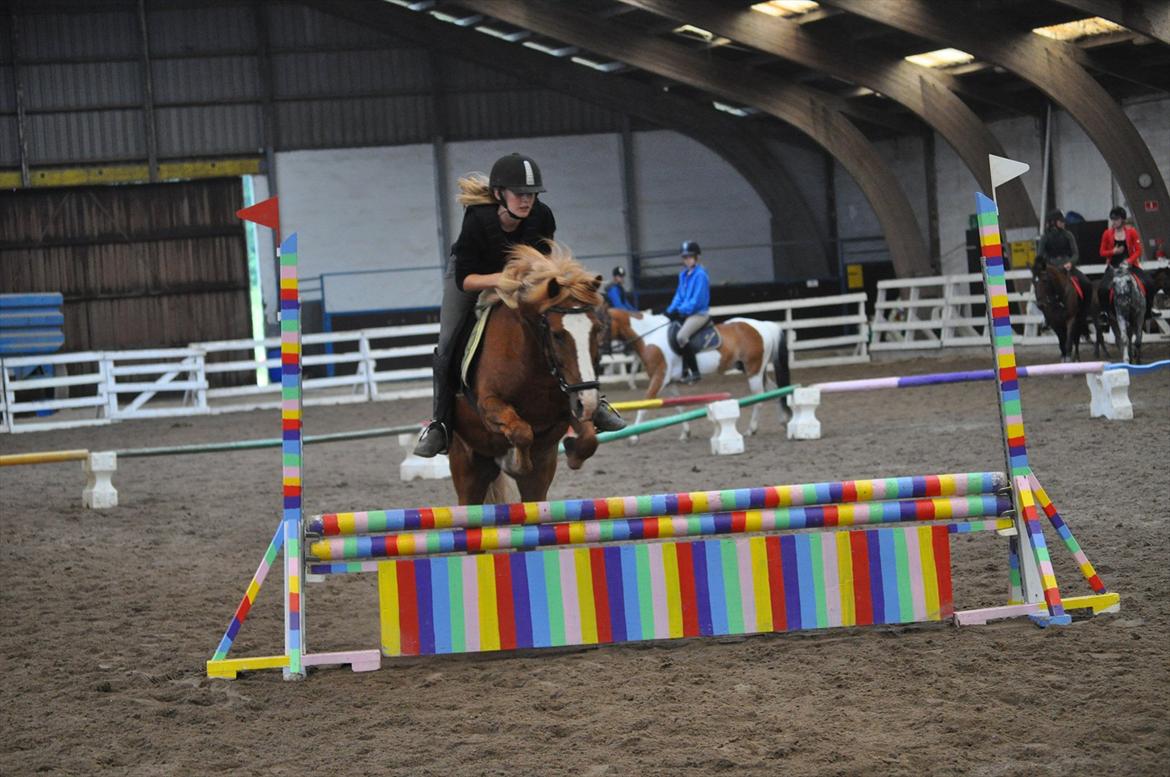 Anden særlig race Asterix † - Til stævnet på ridelejre 2011, 70 cm. 
Vinderen :D billede 20