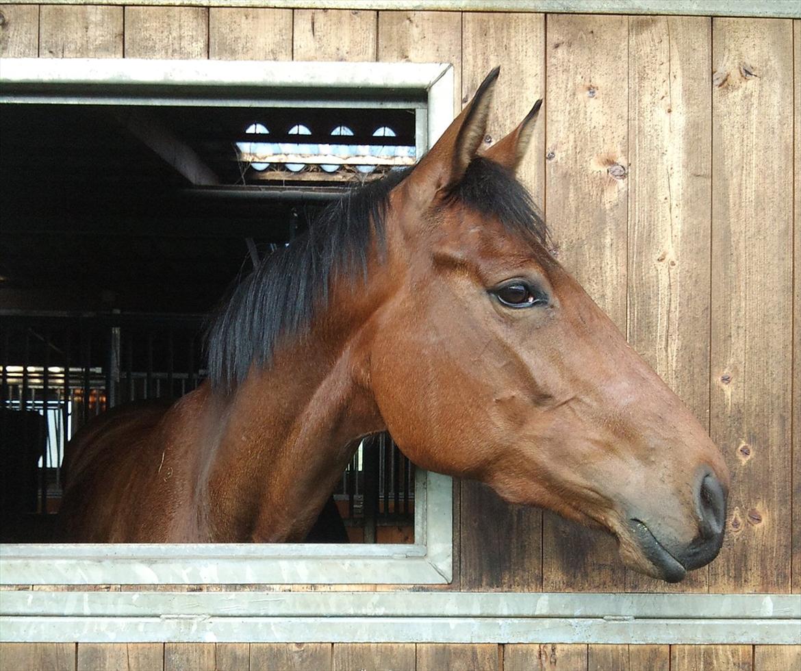 Dansk Varmblod Kielsgaardens Liva  billede 3