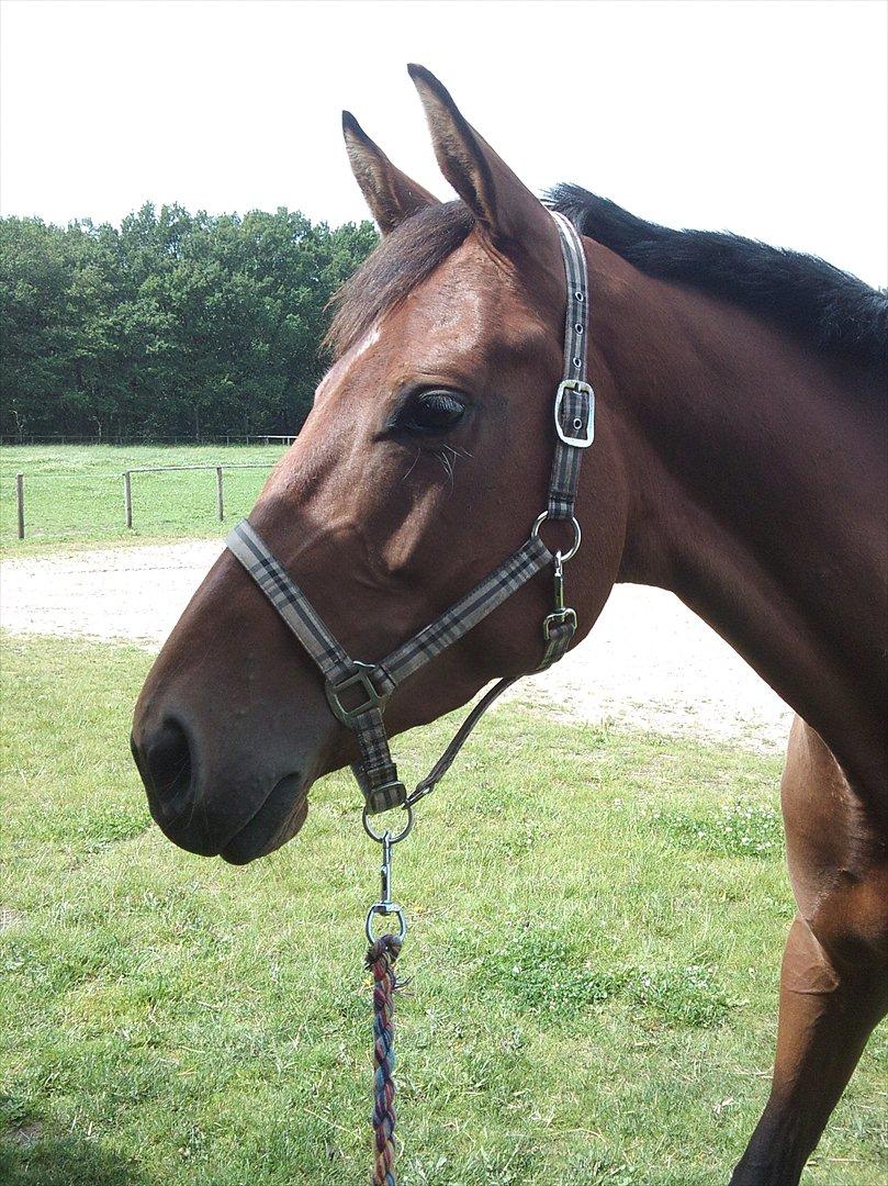 Dansk Varmblod Kielsgaardens Liva  billede 2