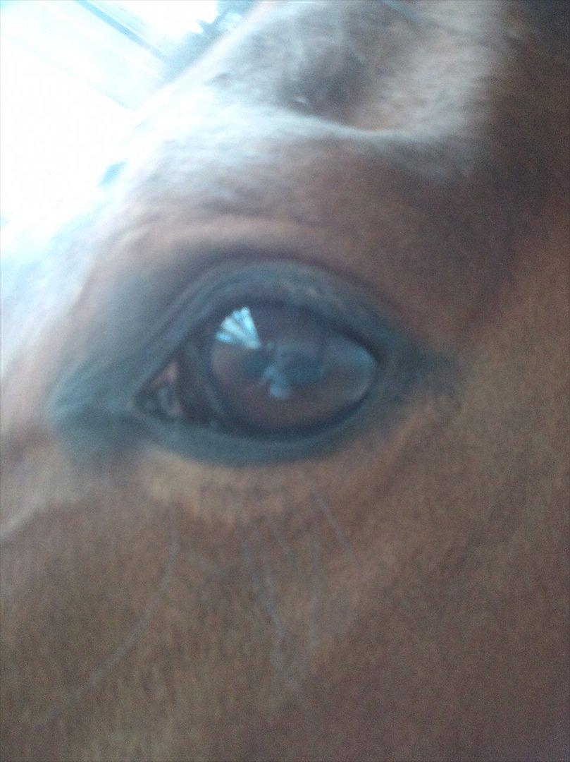 Dansk Varmblod Kielsgaardens Liva  billede 4