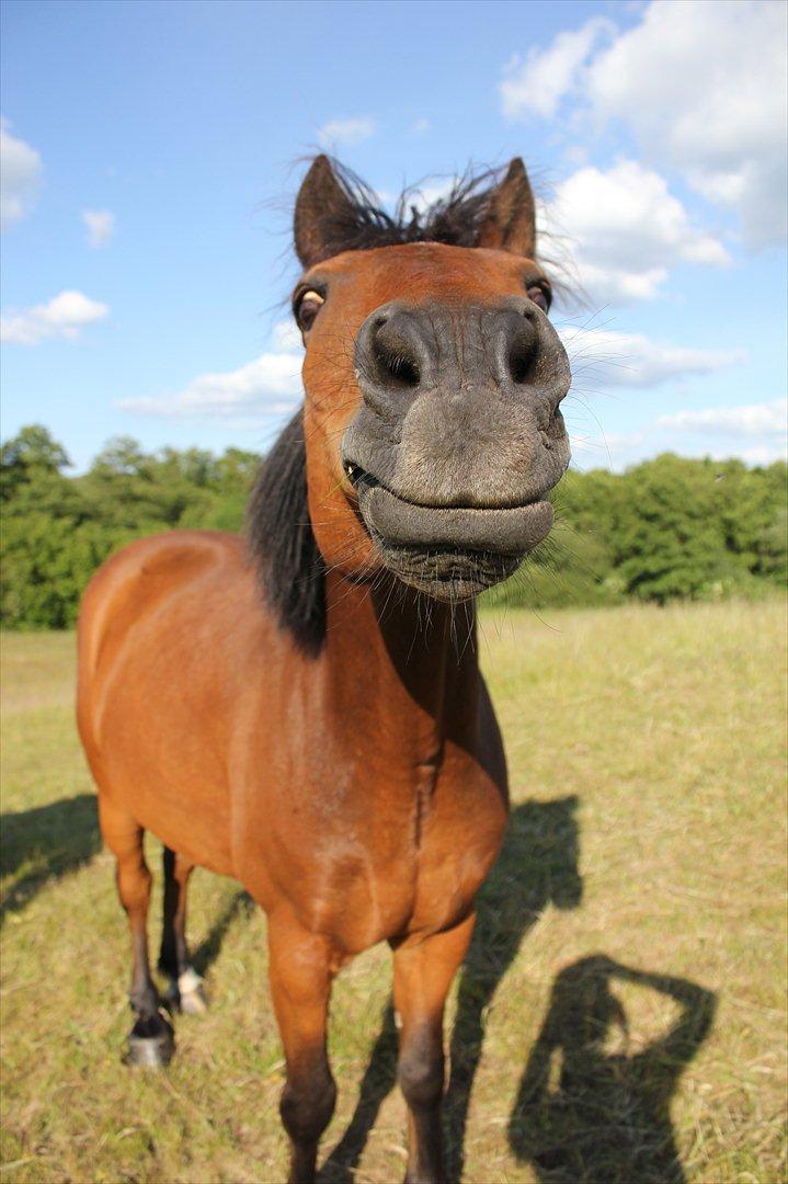 Anden særlig race Walter - hehe kan man være mere charmende!! :D billede 13