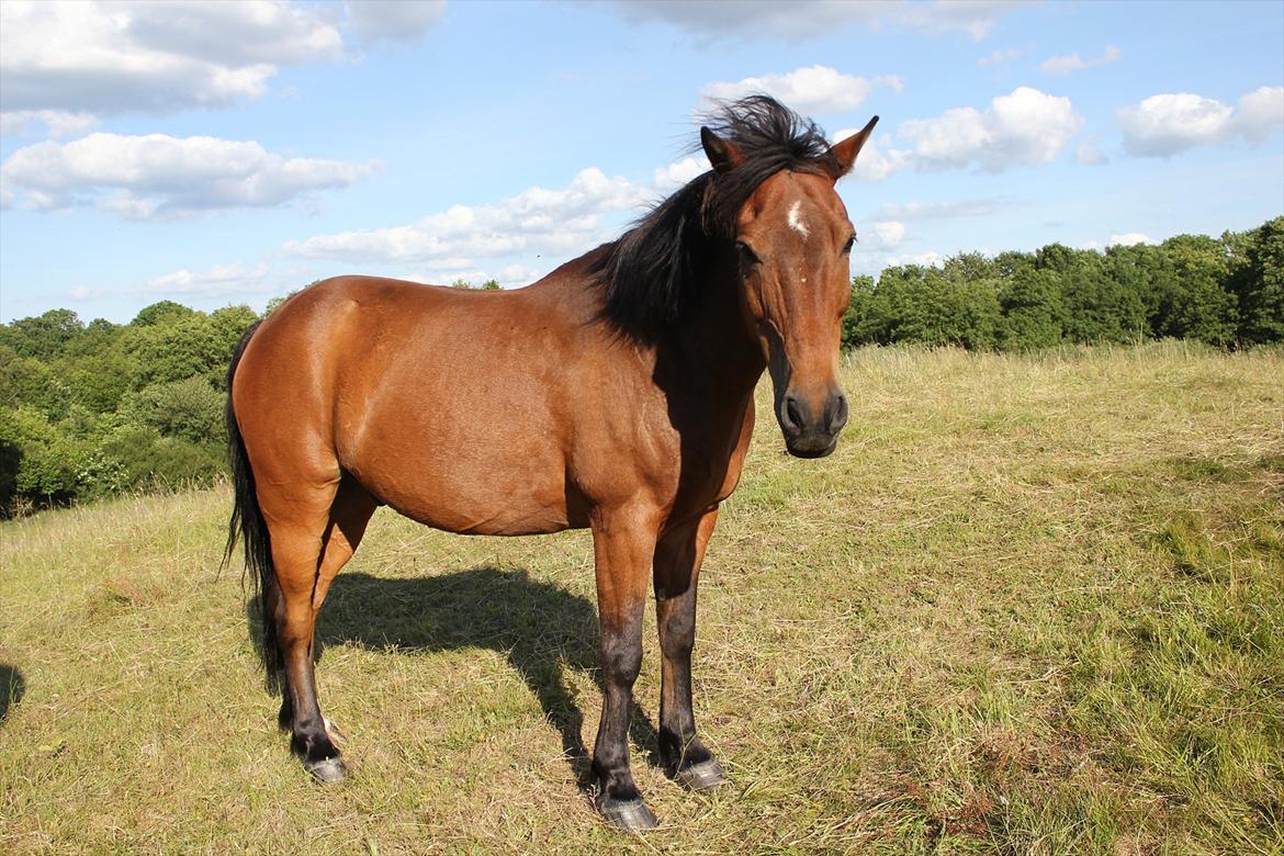 Anden særlig race Walter - på mark<3 billede 14