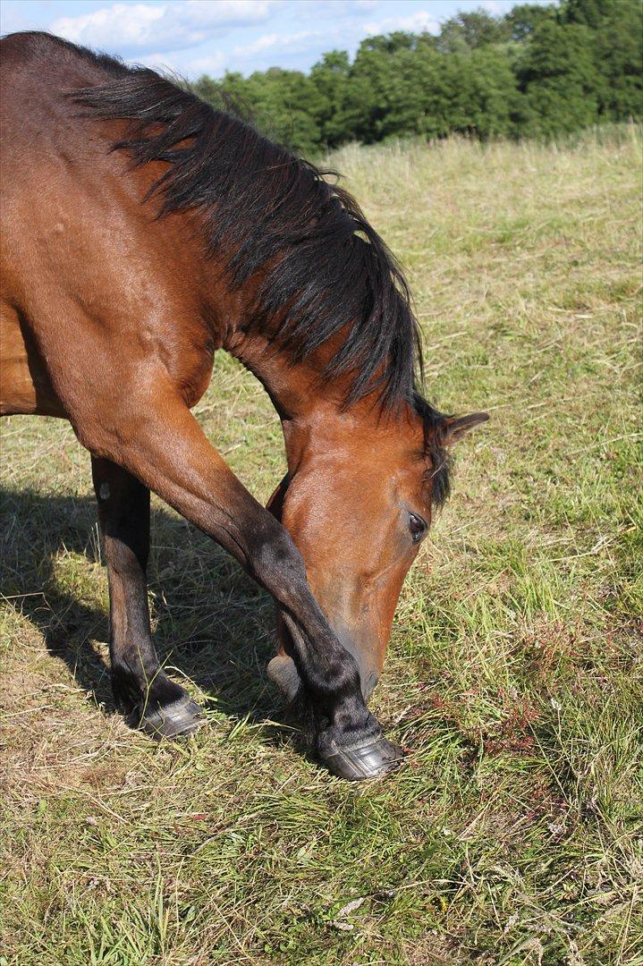 Anden særlig race Walter - det klør lige lidt xp billede 15