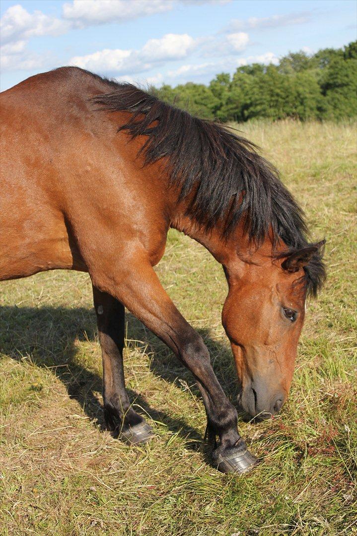 Anden særlig race Walter - mmmh græs.. billede 16