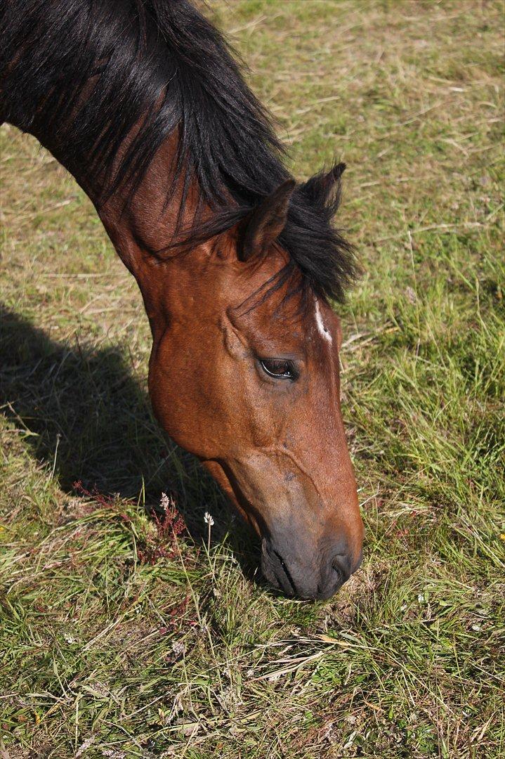 Anden særlig race Walter - han er så fin :* billede 17