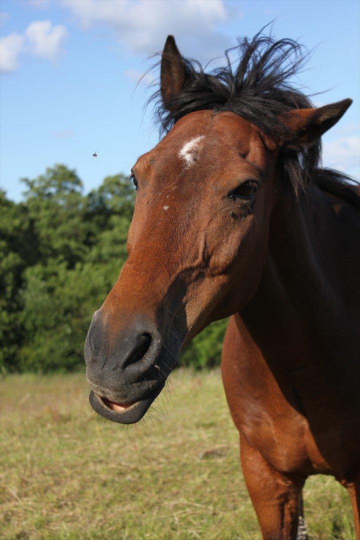 Anden særlig race Walter - shake it baby xp billede 18