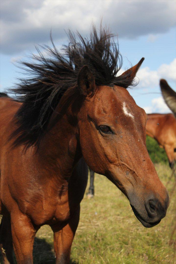 Anden særlig race Walter - har i set min fede frisure xD billede 19