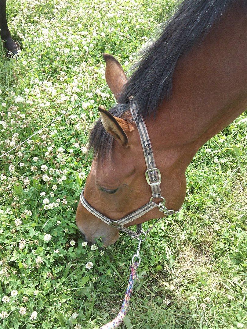 Dansk Varmblod Kielsgaardens Liva  billede 5