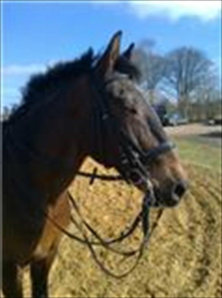 Oldenborg Bredevads Ramses billede 4