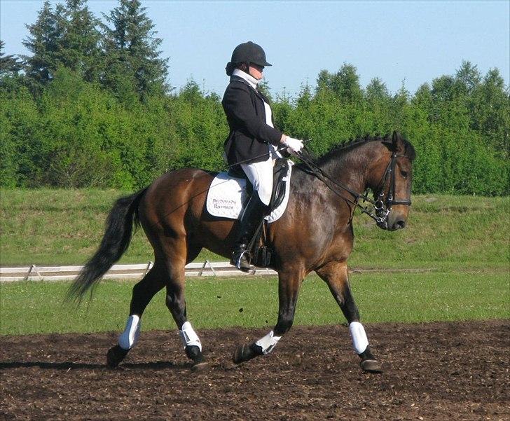 Oldenborg Bredevads Ramses billede 5