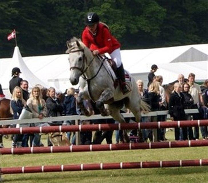 Tysk Sportspony AMERICAN JACKPOT (AMIGO) - Amigo & Mig - Morsø 2011.
you're amazing!
Foto: Regitze Andersen. billede 3