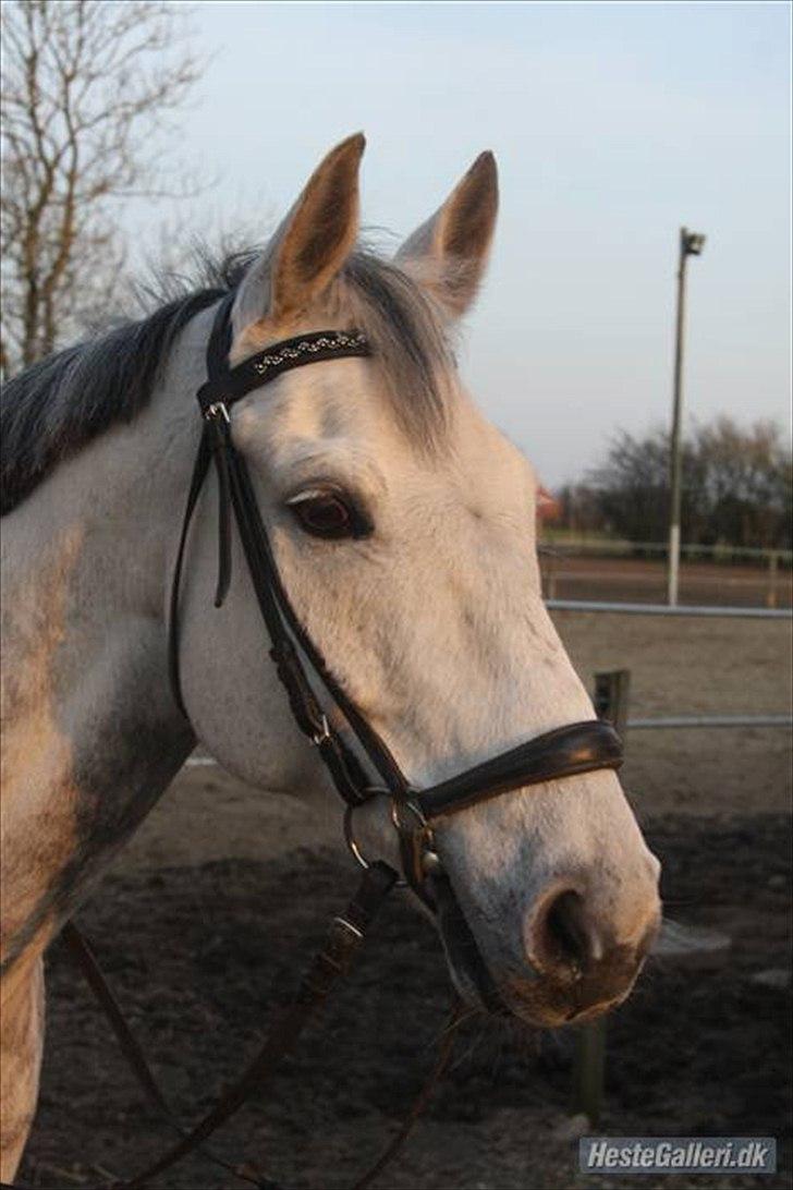 Tysk Sportspony AMERICAN JACKPOT (AMIGO) - Amigo nogle dage efter vi fik ham hjem.
Foto: Gitte Dahl. billede 6