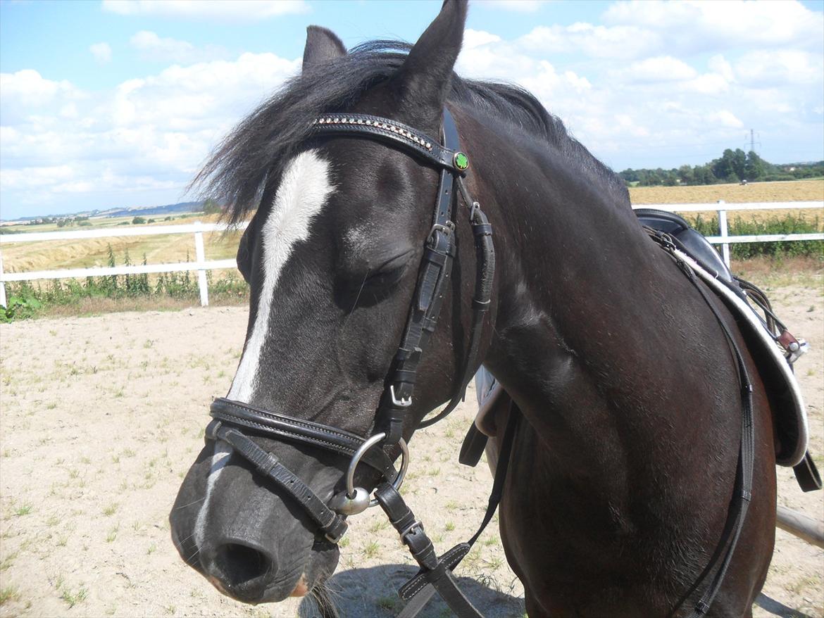 Welsh Mountain (sec A) Dorthealyst Rachel - hendes kønne hovde billede 1