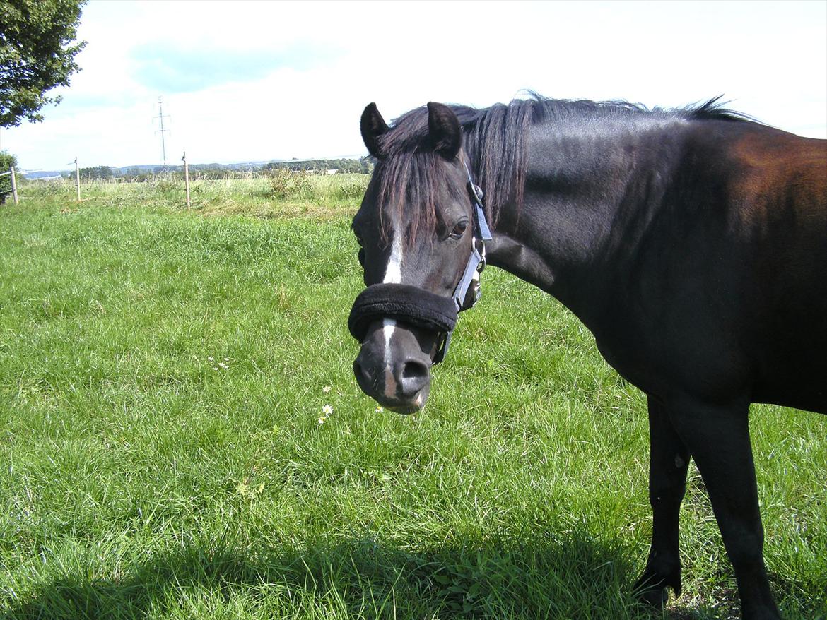 Welsh Mountain (sec A) Dorthealyst Rachel - smukke Rachel billede 3