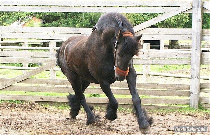 Anden særlig race Amaya #SOLGT# billede 2