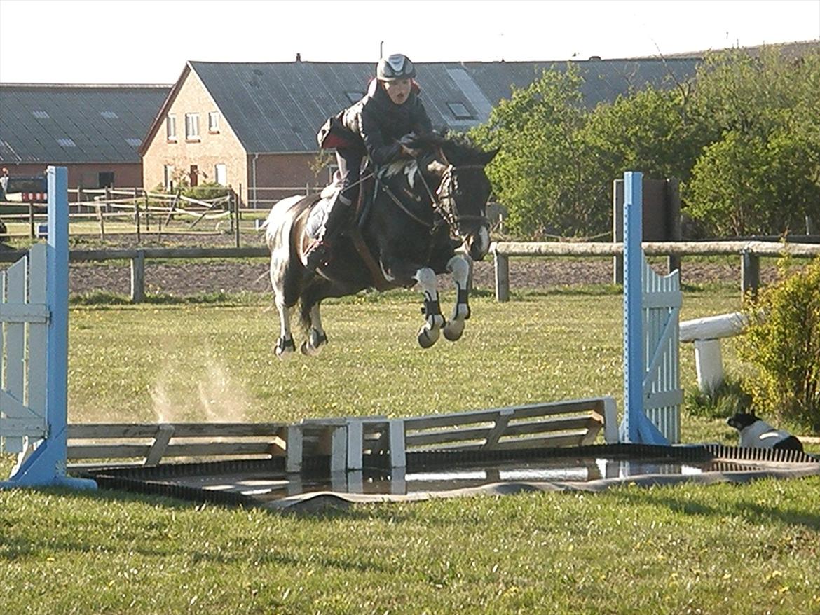 Pinto Faithful´s Xanadu - Xanadu -Træning i Nordthy. billede 14