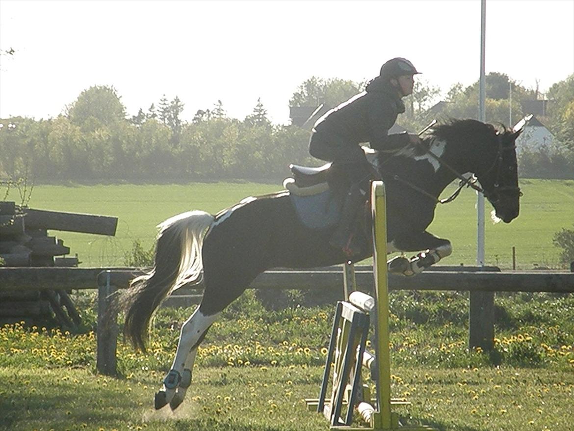 Pinto Faithful´s Xanadu - Xanadu -Træning i Nordthy. billede 15