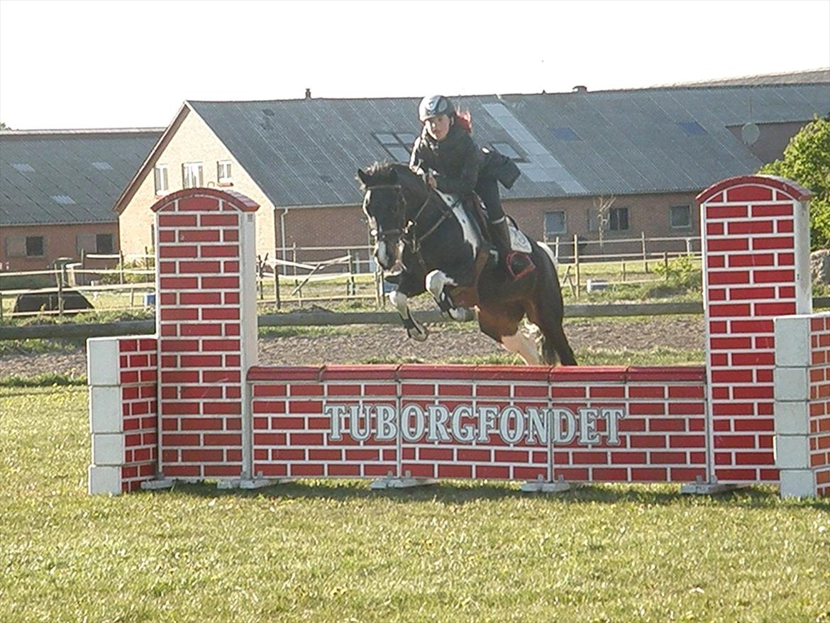 Pinto Faithful´s Xanadu - Xanadu -Træning i Nordthy. billede 16