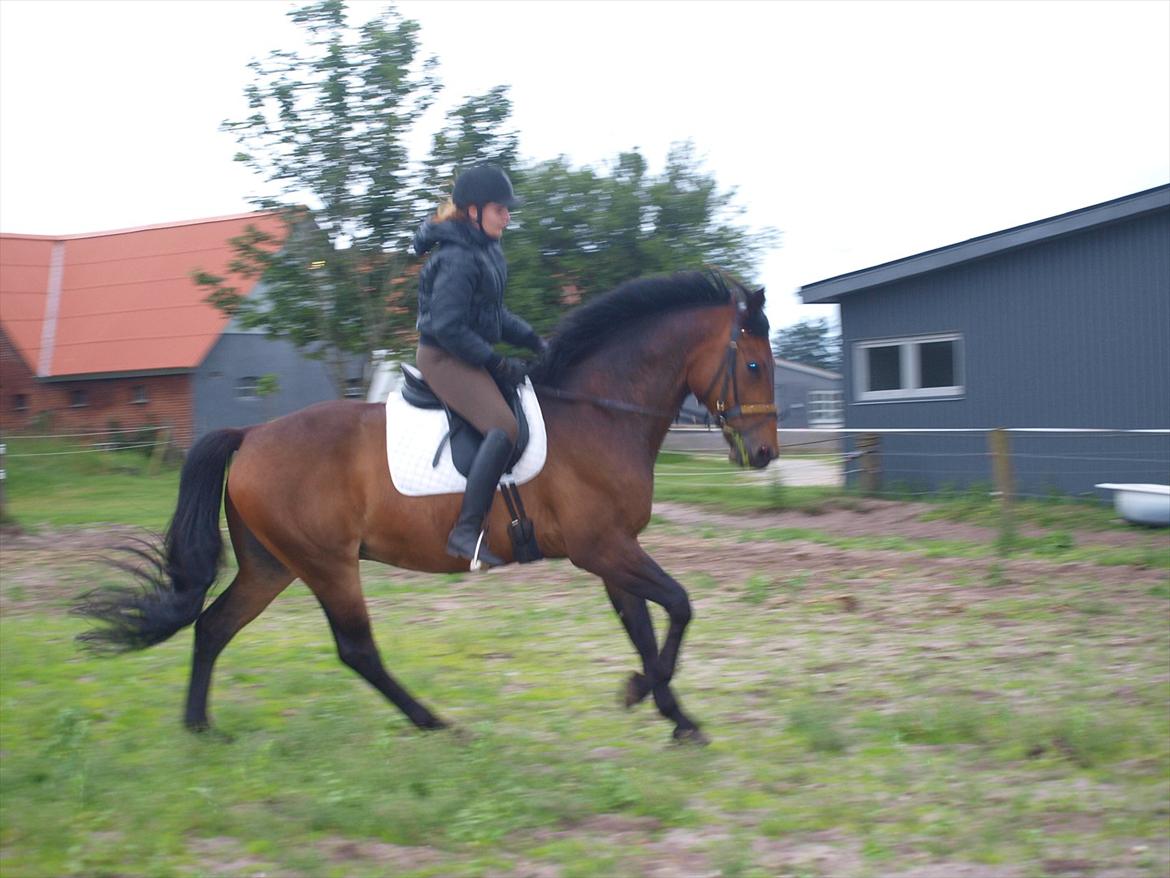 Oldenborg Maks af Hejring - Hodsager 2011 - træning onsdag den 6. juli om aftenen.  billede 8