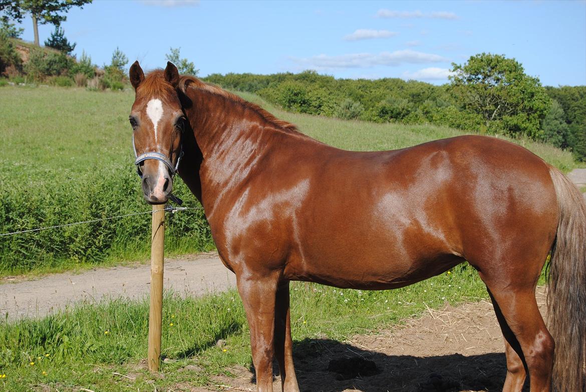 Anden særlig race Donna <3  billede 19