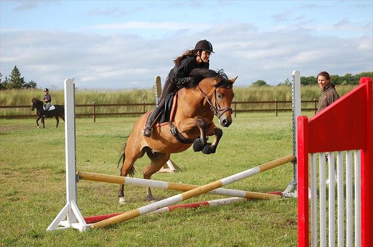 New Forest Spangbo's Spitfire - Det eneste springbillede jeg har af ham :D
Foto Sanne.
 billede 20