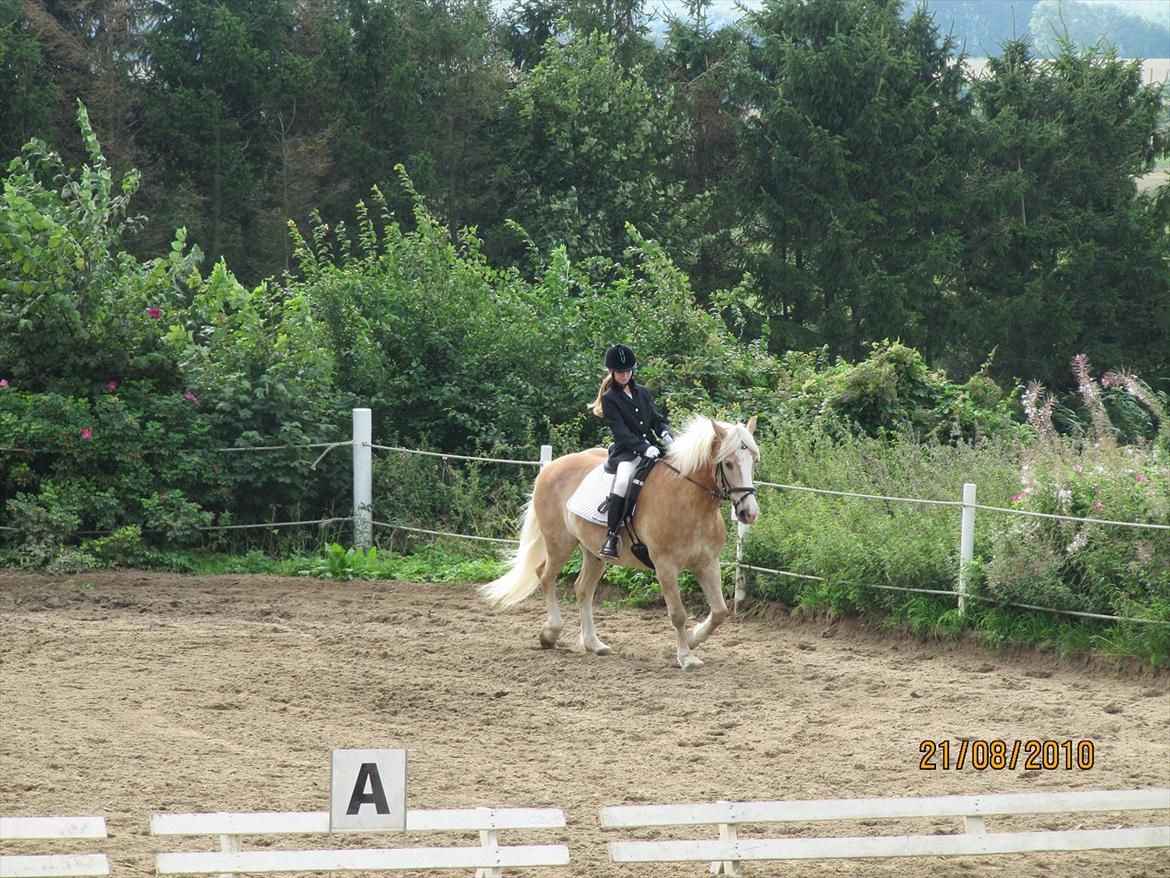 Tyroler Haflinger Asser † 30/5-11 † - han er såååå stærk billede 6