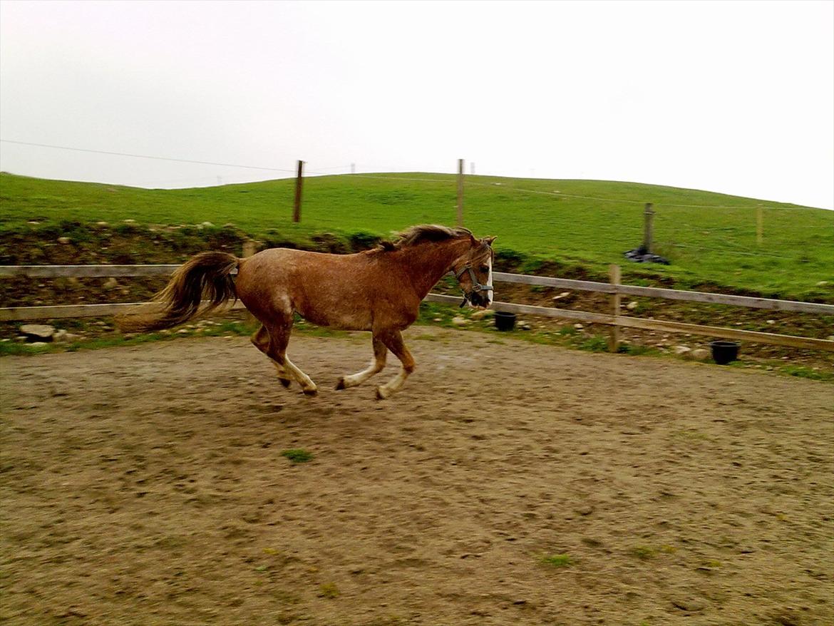 Welsh Pony (sec B) Sandets Silver - Han kan også gå uden rytter (: billede 18