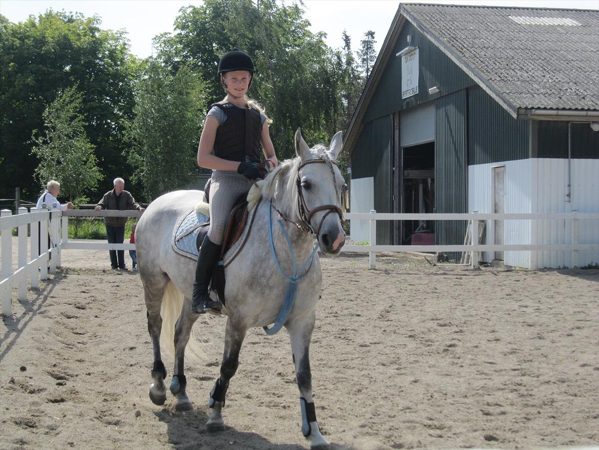 Anden særlig race Miss Perfect *solgt* - Spring klar!=D billede 9