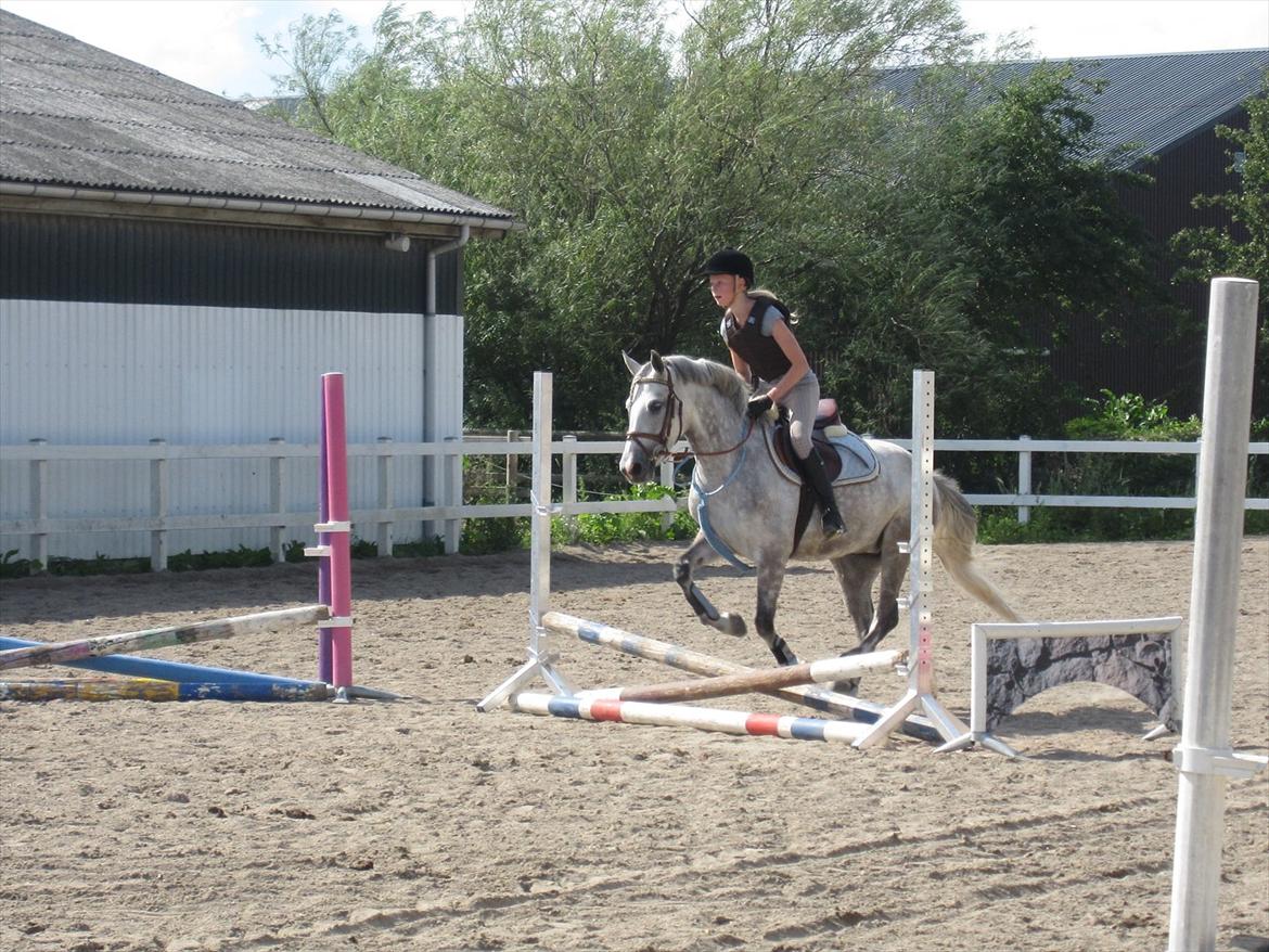 Anden særlig race Miss Perfect *solgt* billede 2