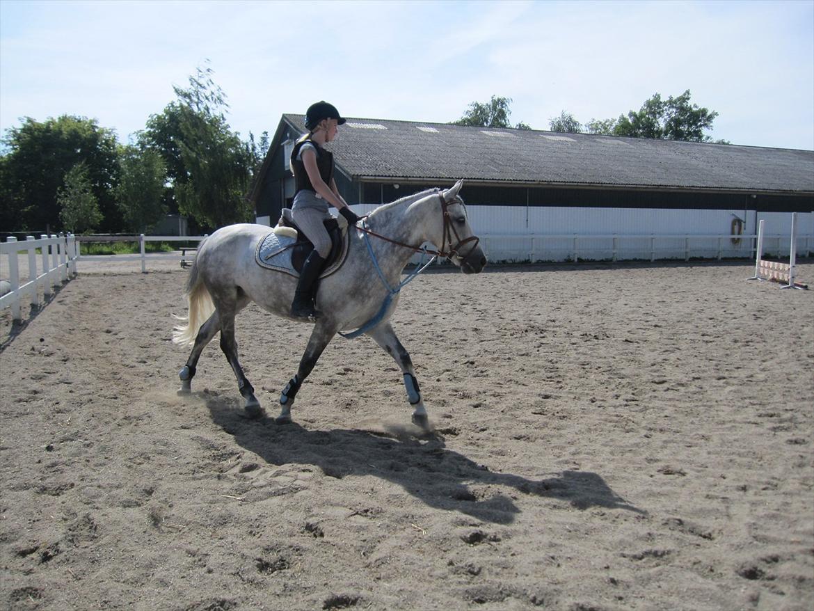 Anden særlig race Miss Perfect *solgt* billede 12