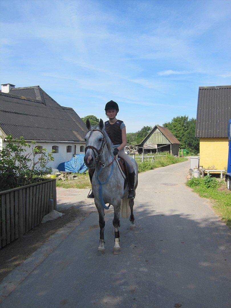 Anden særlig race Miss Perfect *solgt* billede 17