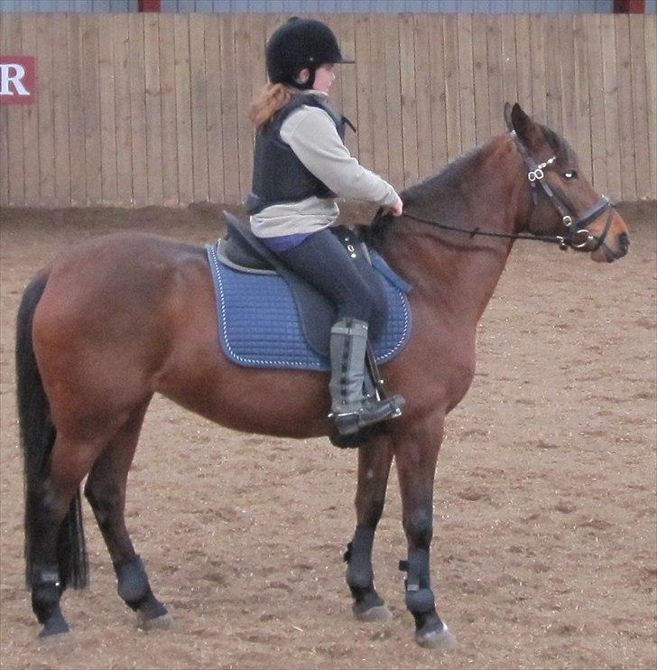 Anden særlig race Cher - Cher < 3333333333333 billede 11