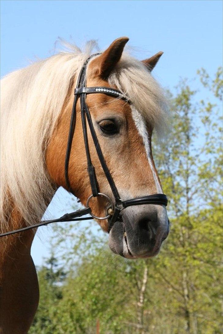 Tyroler Haflinger Story - Billede taget af Kirsten Jørgensen, maj 2011 billede 2