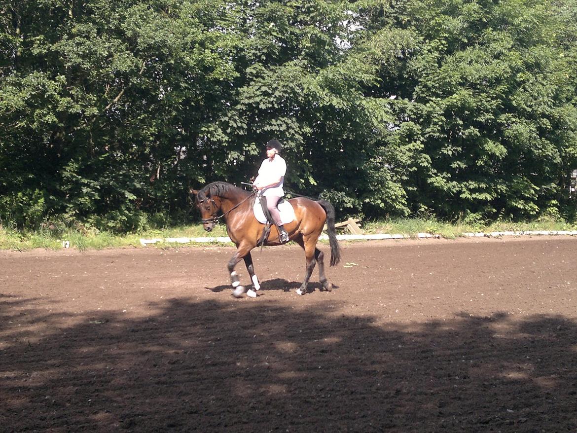 Anden særlig race Nymarks Tristan . - Min allerførste tur på Tristan .Købte ham derefter ;-) .2011 . billede 11