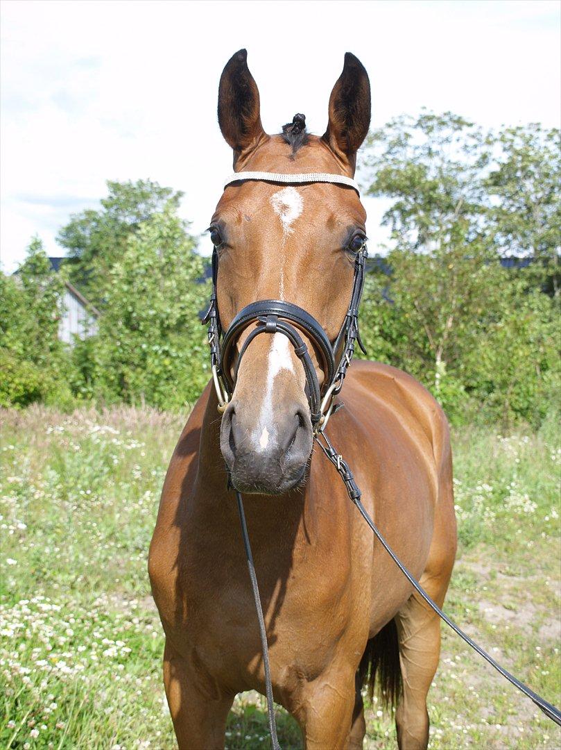 Dansk Varmblod Sundorfs Izma - Izma 2 år gammel - og smuk billede 9