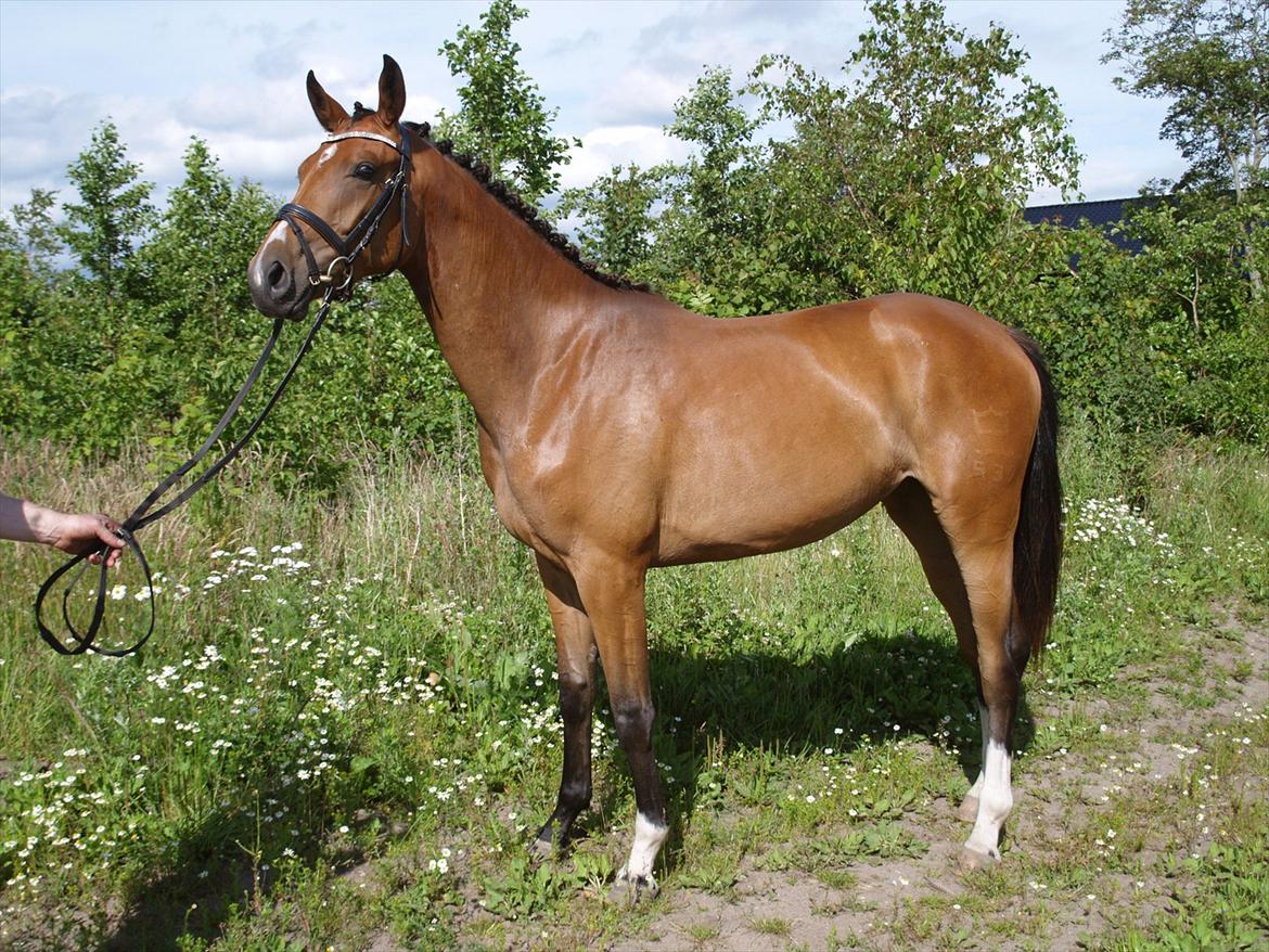 Dansk Varmblod Sundorfs Izma - Izma 2 år billede 10