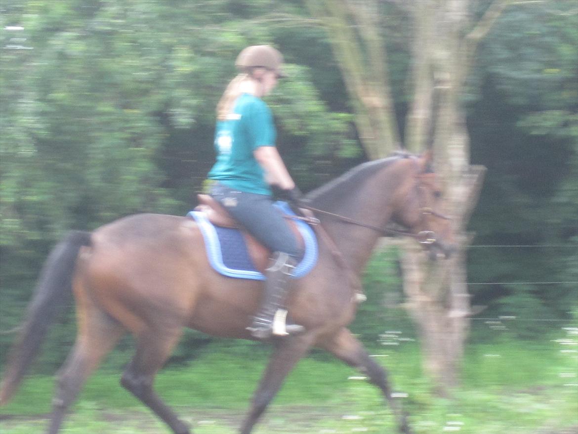 Dansk Varmblod Las-Vegas-EM billede 12