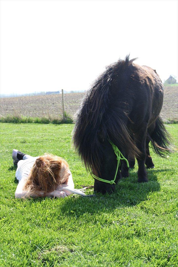 Miniature Shetlænder | Solvang's Sweety Speedy [Miss you]  billede 7
