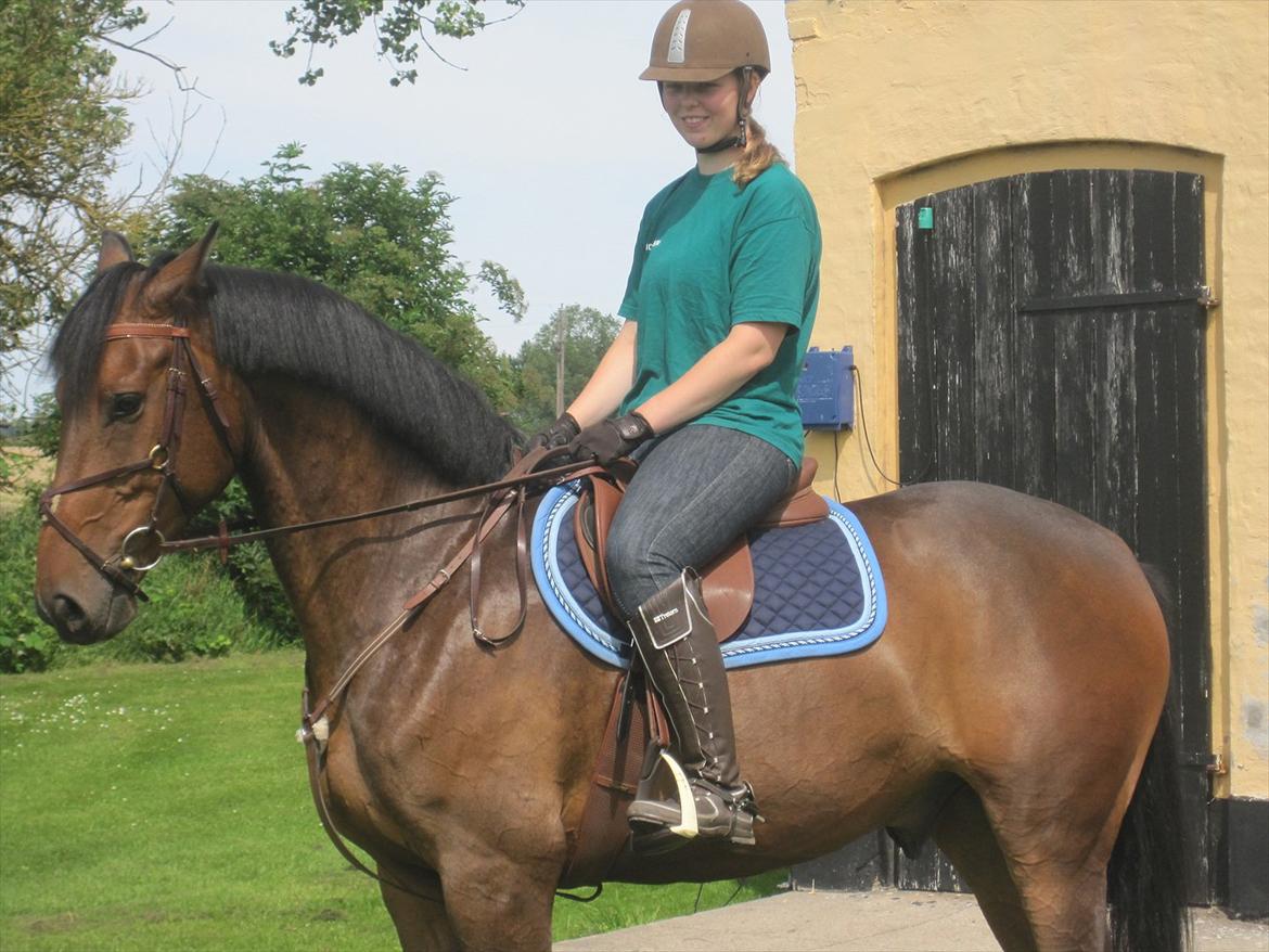 Dansk Varmblod Las-Vegas-EM billede 14