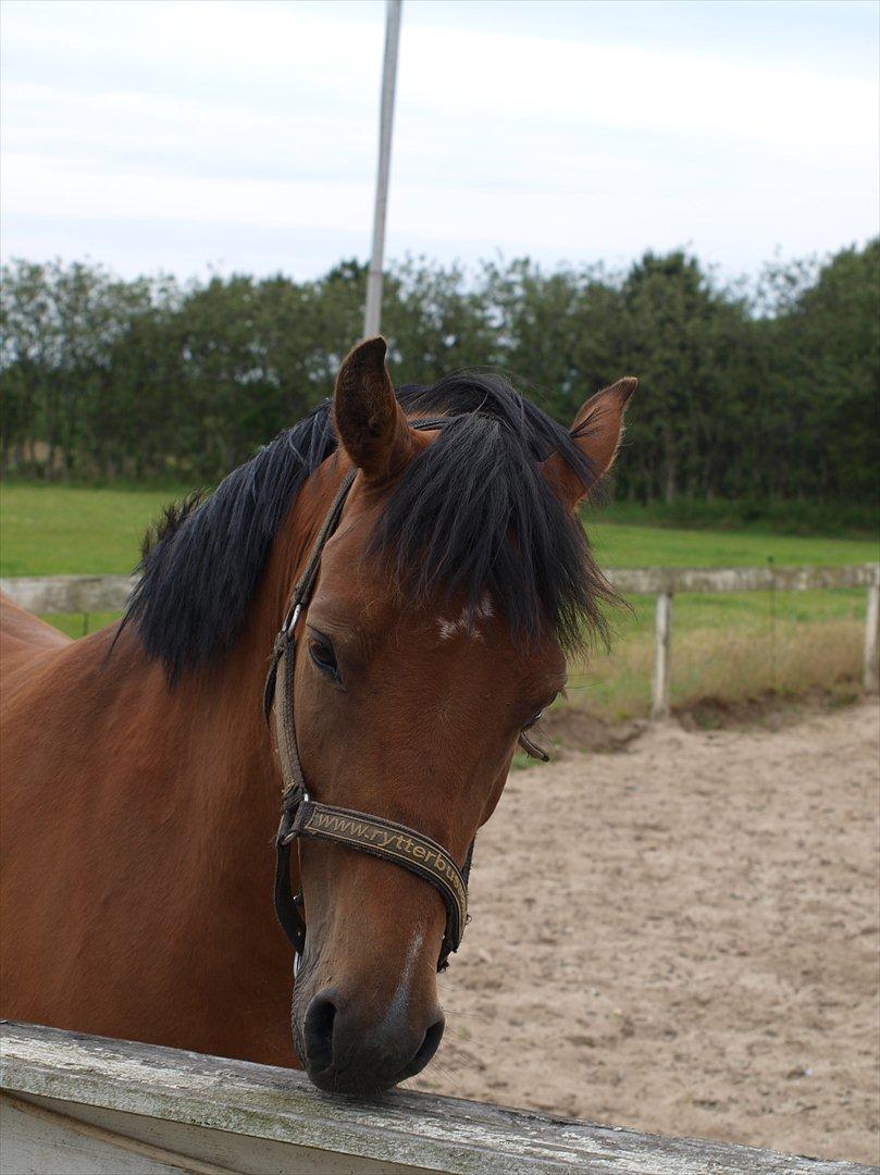 Anden særlig race Nikita *Prinsessen* billede 10