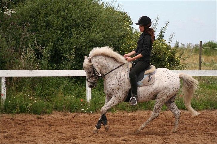 Anden særlig race Florboe's Hoppity Hop (Plet) - Daniella træner dressur med Hoppebold. Billede taget af Tine. billede 6