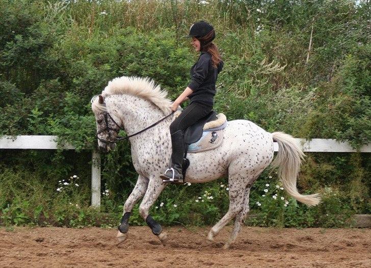 Anden særlig race Florboe's Hoppity Hop (Plet) - Daniella træner dressur med Hoppebold. Billede taget af Tine. billede 7