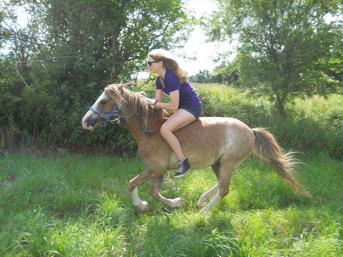 Welsh Pony (sec B) Sandets Silver - Mit yndlingsbilled. Han betyder så meget for mig <3 billede 20