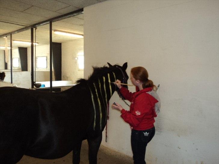 Anden særlig race Tara Lee - Ved at gøre klar til ringridning vi skal være bi :-) <3 <3
Rigtig hyggelig dag med Christina billede 9