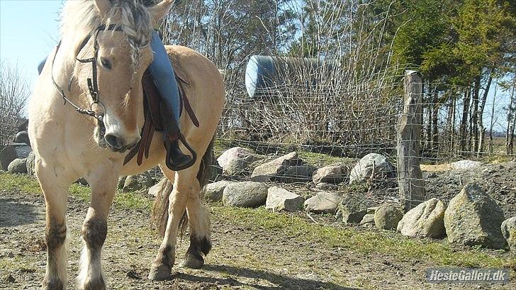 Fjordhest Marinus AKA. Ædefræsser/Dovendyret* :* <3 - foto : Mathilde Karoline Hansen <3 billede 3