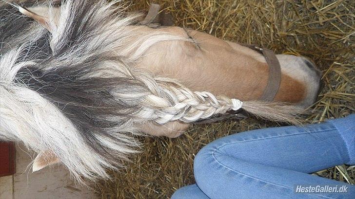 Fjordhest Marinus AKA. Ædefræsser/Dovendyret* :* <3 - Han har en kæmpe pandelok, så man kan ikke lave en almindelig fletning :) blev nød til at lave 3 fletninger og flette dem sammen (: <3 Foto : Mathilde Karoline Hansen<3 billede 2