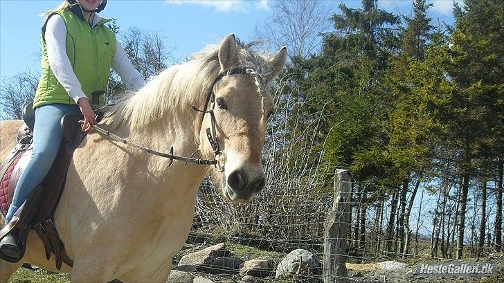 Fjordhest Marinus AKA. Ædefræsser/Dovendyret* :* <3 - Velkommen til Marinus's profil :) her tuller vi rundt på gården & Hygger :) <3 Foto : Mathilde Karoline Hansen (: <3 billede 1