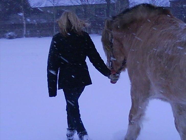 Fjordhest Marinus AKA. Ædefræsser/Dovendyret* :* <3 - Marinus & Jeg vinteren 09 (: <3 Foto : Jeanette Nielsen <3 billede 7