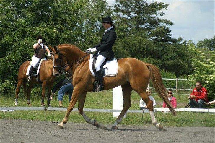 Branderburger Duccio billede 7